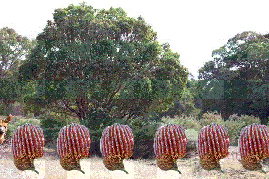 Bushland