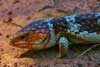Bobtail Lizard