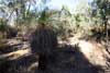 Bush
