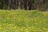 Bush