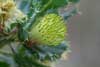 Bush
