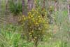 Bush