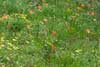 Bush