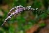 Featherflower