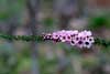 Featherflower