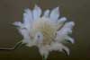 Flannel Flower