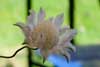 Flannel Flower