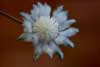 Flannel Flower