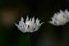 Flannel Flower