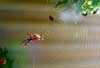 Garden Orb Spider