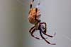 Garden Orb Spider