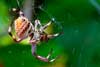 Garden Orb Spider