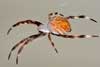 Garden Orb Spider