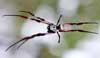 Golden Orb Spider