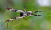 Golden Orb Spider