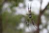 Golden Orb Spider