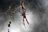 Golden Orb Spider