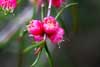 Swan River Myrtle