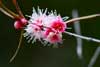 Swan River Myrtle