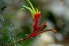Kangaroo Paw