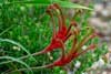 Kangaroo Paw