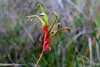 Kangaroo Paw
