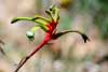 Kangaroo Paw