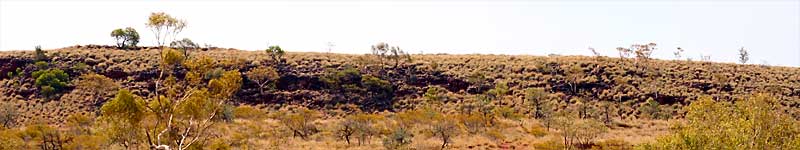 Bush